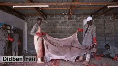 اقتصاد عجیب الاغ‌ها؛ بازار ۷.۸ میلیارد دلاری چین و چالش کشورهای آفریقایی