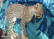 نماینده مجلس: تلف شدن ۱۰ یوز توران تنها در یکسال بسیار نگران کننده است