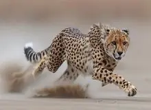 مشاهده یک فرد یوزپلنگ آسیایی در پناهگاه میاندشت خراسان شمالی