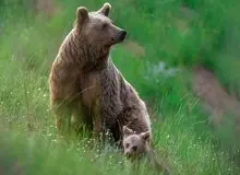 کشته شدن خرس قهوه‌ای مادر در ابرج فارس 