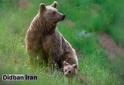 کشته شدن خرس قهوهای مادر در ابرج فارس