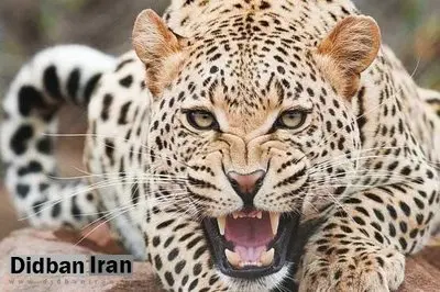 یک جفت پلنگ ایرانی+ تصاویر