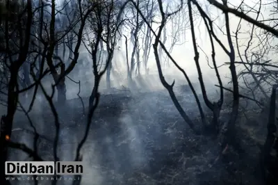 استاندار مازندران: تاکنون حدود هشت هکتار از جنگل‌های الیت درگیر آتش‌سوزی شده