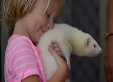 هشدار دانشمندان درباره شیوع کرونا در میان راسوها/  امکان جهش جدید کرونا در میان حیوانات 