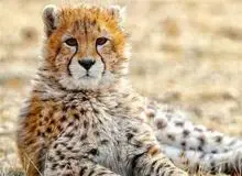 پیروز تلف شد 