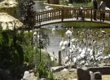 انتقال موقت پرندگان باغ پرندگان لویزان به مازندران برای حفاظت در شرایط جنگی