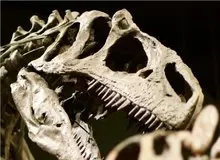 هواشناسی ماقبل تاریخ از روی فسیل دندان دایناسورها!