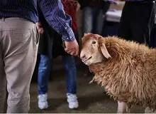 هشدار وزارت بهداشت در خصوص ذبح غیر بهداشتی دام در عید قربان