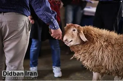 هشدار وزارت بهداشت در خصوص ذبح غیر بهداشتی دام در عید قربان