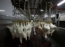 ماجرای مرغ تریاکی در اصفهان چیست؟