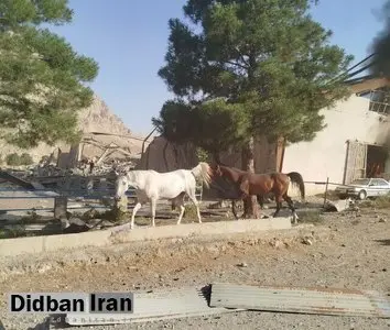 حمله اسرائیل به ۲ اصطبل پرورش اسب در کرمانشاه