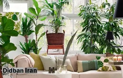 این ۷ گیاه آپارتمانی، هوای خانه را تمیز می‌کنند