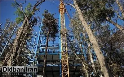 ۲ هزار و ۹۲ درخت در ۱۲ منطقه پایتخت با موافقت شهرداری و شورای شهر قطع می شوند