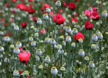 تصویب کشت گل خشخاش (شقایق الیفرا) برای تأمین مواد مخدر دارویی کشور