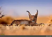 مشاهده دو قلاده کاراکال در پارک ملی توران 