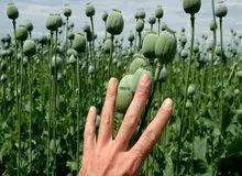 هشدار درباره آزادشدن کشت خشخاش: اسمش مصرف دارویی است، اما رسمش شیوع گسترده اعتیاد است