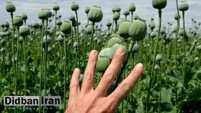 هشدار درباره آزادشدن کشت خشخاش: اسمش مصرف دارویی است، اما رسمش شیوع گسترده اعتیاد است