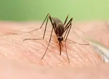 ۷۵ درصد بیماران تب دنگی بدون علامت هستند