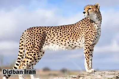 «ایران» باردار نیست