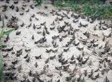 هجوم گسترده ملخ صحرایی به سه استان کشور/ مبارزه علیه آفت ملخ صحرایی به یک‌میلیون هکتار می رسد