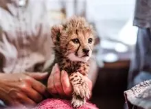 روایت رییس سازمان محیط زیست از رفتارهای انسانی «پیروز»