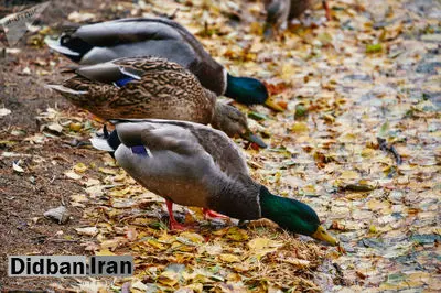 تصاویری زیبا از پاییز طلایی و رنگی در سنت پترزبورگ روسیه

