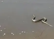 هجوم مار‌های آبی به ساحل شیرود؛ محیط‌زیست تنکابن: این مار‌ها سمی نیستند و خطری برای شهروندان ندارند