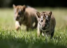 احضار چند مسئول در پی تلف‌ هفت قلاده توله‌ببر در باغ وحش مشهد