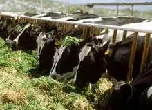 جزئیات آمارگیری از دامداری‌های کشور