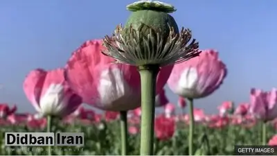 ماجرای کشت خشخاش در ایران به کجا رسید؟