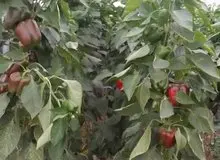 فلفل دلمه ای بازگشت داده شده از روسیه به قیمت  ۵ هزار تومان در بازار ایران فروخته می شود