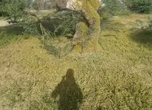 اعتراض استاندار کرمان: مشکل ملخ ها تشدید شده