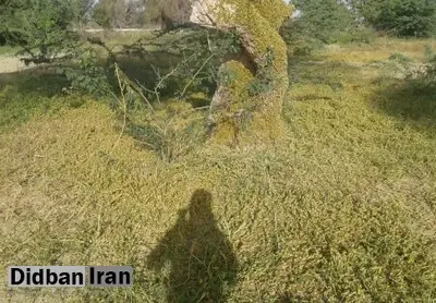 اعتراض استاندار کرمان: مشکل ملخ ها تشدید شده