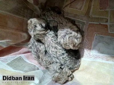 توله یوزهای ایران "نر" هستند