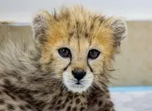 افشای سندی از بیماری پیروز/ چرا به مردم امید بیهوده دادید؟ +عکس