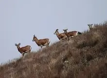 رشد ۶ درصدی جمعیت علفخواران شاخص در استان تهران