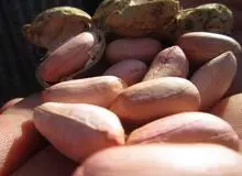 650 تن بادام زمینی در بیله سوار تولید شد