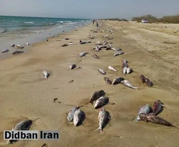 مرگ سریالی گونههای جانوری در سواحل خزر/ رقابت فوکها با ماهیها برای انقراض