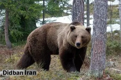 بزرگترین خرس خاورمیانه درماسوله دیده شد