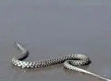 هجوم مار‌های سمی به سواحل شهرستان‌های چالوس و نوشهر بعد از سیل اخیر / مردم از شنا در دریا پرهیز کنند