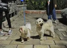 سگ‌گردانی در اردبیل ممنوع شد