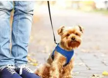 سگ گردانی در همدان ممنوع شد