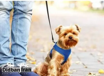 سگ گردانی در همدان ممنوع شد