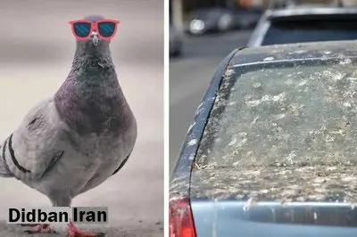 پرندگان این اتومبیلها را برای کارخرابی انتخاب میکنند
