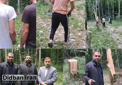 قطع ۶۴ درخت در ساری به دلیل انتقامجویی شخصی!
