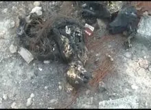 شهرداری اهواز آتش زدن سگ‌ها را به گردن این و آن می‌اندازد!
