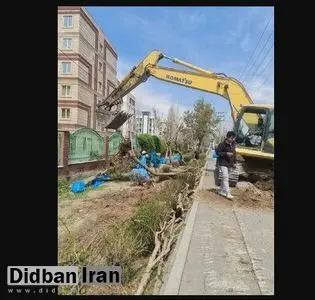 بریدن درختان در حاشیه اتوبان افسریه تهران/ دلیل شهرداری این بار چیست؟+ عکس