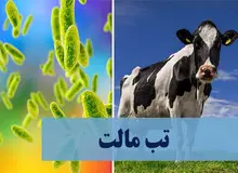 ابتلای بیش از ۱۹ هزار نفر به تب مالت در کشور