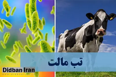 ابتلای بیش از ۱۹ هزار نفر به تب مالت در کشور