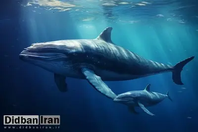 وقتی هوش نهنگها به ما زبان موجودات بیگانه را نشان میدهد